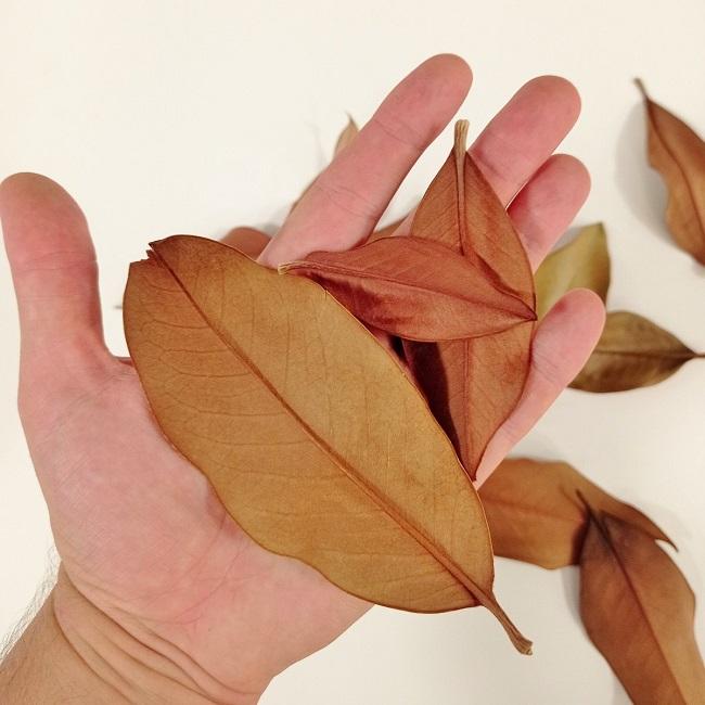 FOLHAS DE MAGNÓLIO pack 30 folhas-LTDB